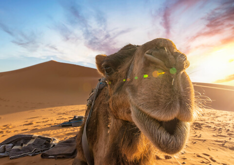 4 days desert tour from Marrakech to erg chigaga